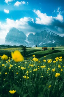 春日黄花田野远山美景