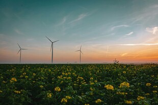 夕阳下风车与花海美景