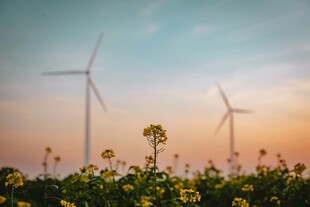 夕阳下风车与灿烂花丛