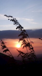 夕阳下的植物剪影美景