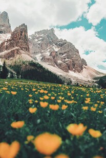 菊花与远山的美丽景致
