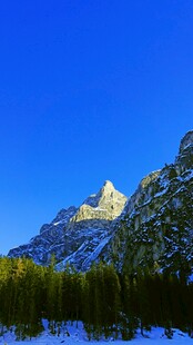 雪山松林蓝天壮美风光