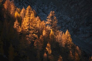 秋日山林光影美景
