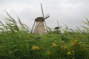 田野中的古老风车景观
