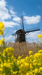 田野中的风车与灿烂黄花