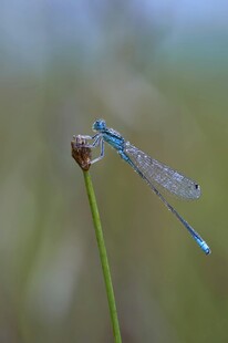 蓝蜻蜓特写