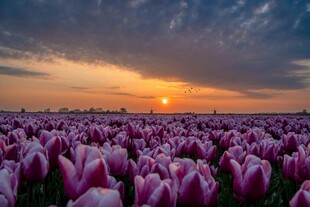 夕阳下的浪漫紫色郁金香田
