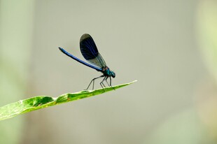 蓝蜻蜓停驻绿叶上