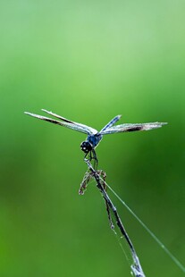 蓝蜻蜓停于细枝上