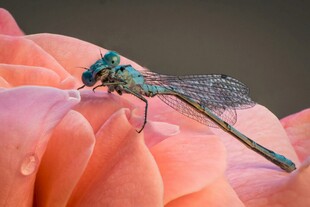 蜻蜓停驻粉色花瓣上