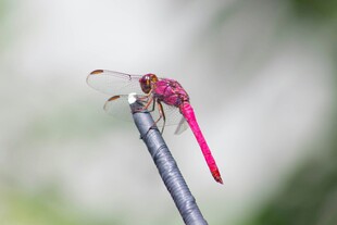 蜻蜓