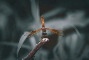 停在枝头的橙红色蜻蜓