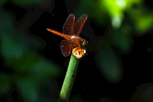 红蜻蜓停驻绿茎上