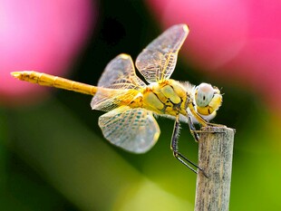 美丽黄蜻蜓