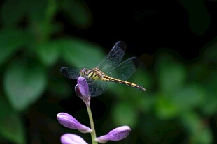 蜻蜓