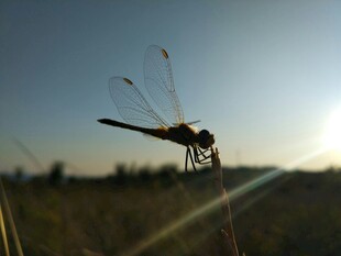夕阳下的蜻蜓
