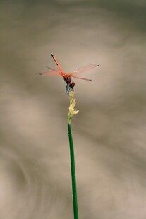 红蜻蜓