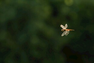 空中飞舞的美丽小蜻蜓