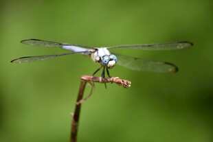 美丽蓝蜻蜓