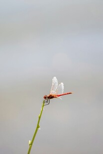 红蜻蜓