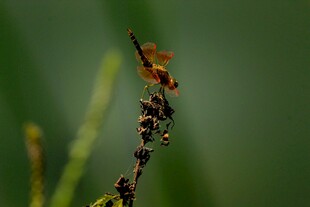 枝头停歇的多彩小昆虫
