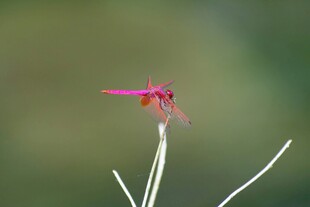 红蜻蜓立于细枝上