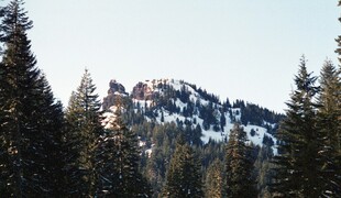 雪山旁的茂密森林景观