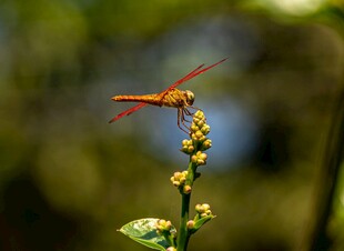 红蜻蜓立于绿植顶端