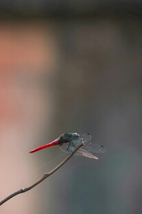 蜻蜓