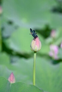 蜻蜓立荷尖