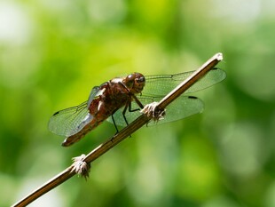 栖息于枝的红蜻蜓