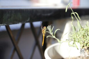 蜻蜓