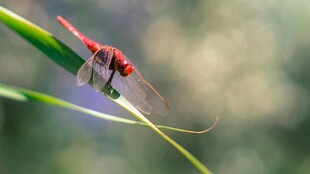 红蜻蜓栖息于绿叶之上