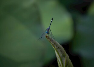 叶尖上的蓝色小蜻蜓