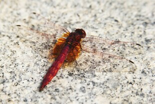 红色蜻蜓停于粗糙地面