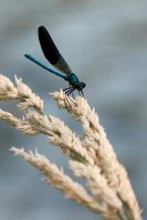 蜻蜓停驻于蓬松草穗上