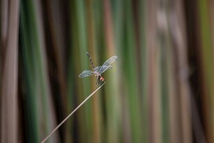 芦苇上的蜻蜓