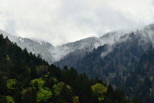 云雾缭绕的山林美景
