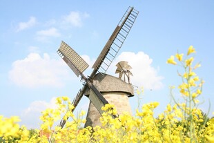 田园风车旁的灿烂油菜花