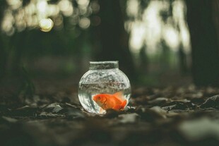 玻璃瓶中的橙色金鱼