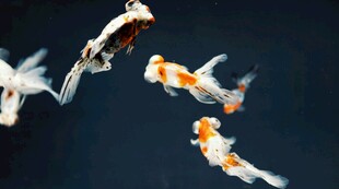 水中锦鲤灵动游弋