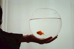手捧鱼缸中的小金鱼