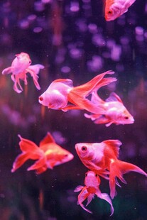 灵动金鱼水中游