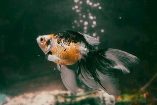 优雅金鱼水中灵动瞬间