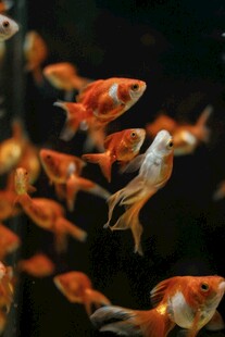 金鱼群游于水中