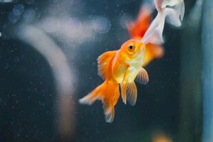 金鱼水中游