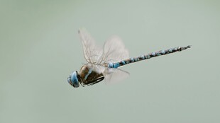 蓝尾蜻蜓空中飞舞