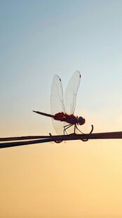 夕阳下的蜻蜓栖息枝头