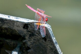 红蜻蜓