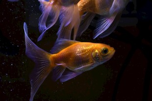 灵动金鱼水中游